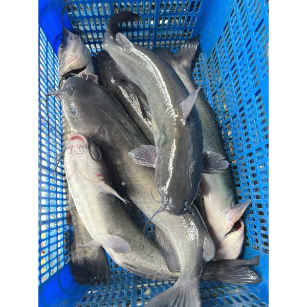 Cá Lăng Suối - cá lăng đen giá bao nhiêu - bán ở đâu - làm món gì ngon