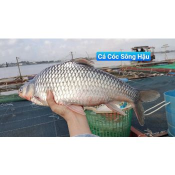 Cá Cóc giá bao nhiêu - mua ở đâu - làm món gì ngon