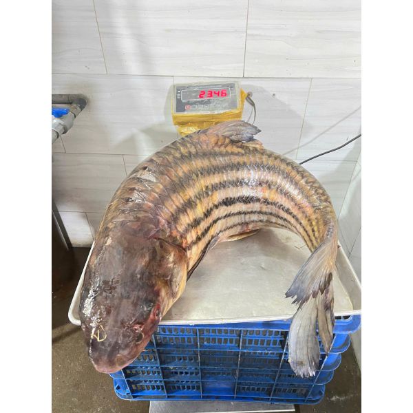 Cá sọc dưa giá bao nhiêu - mua ở đâu TpHCM - làm món gì ngon