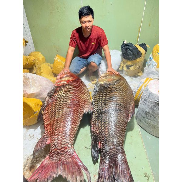 Cá Hô Thiên Nhiên khủng  giá bao nhiêu - bán ở đâu - làm món gì ngon